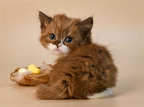 10 Most Popular Brown Cat Breeds - Cats.com