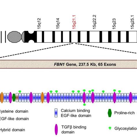 Schematic illustration of fibrillin-1 gene, its location on chromosome ...