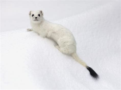 Fun Stoat Winter Coat Facts For Kids | Kidadl