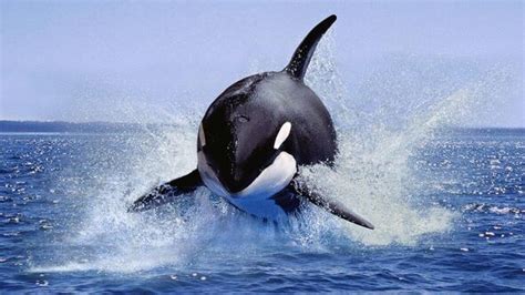 Killer whale vs shark: Orca hunts down and eats great white - World ...