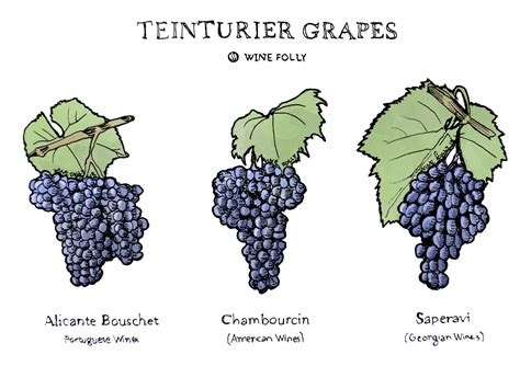 Wine Term: Teinturier Grapes | Wine Folly