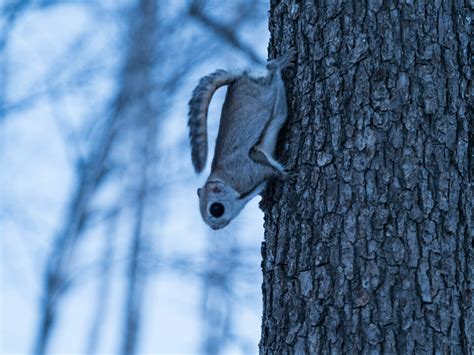 How to find a wild Hokkaido momonga flying squirrel | HokkaidoWilds.org