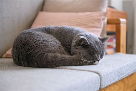 14 Sleeping Cat Positions and What they Reveal about your Kitty