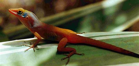 Anolis lizards in Trinidad and Tobago