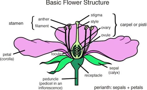 Flower pars | Flower structure, Botany, Diagram of a flower