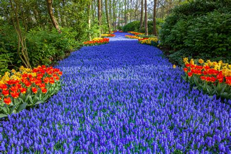 Keukenhof Flower Exhibit: Netherlands’ Most Spectacular Flower Garden ...