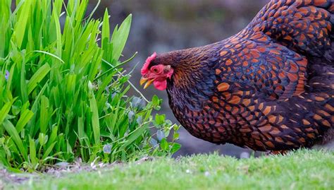 Wyandotte Chickens: Are They Right For Your Flock?