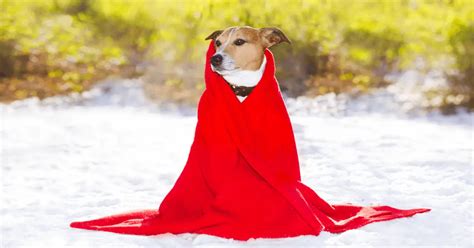 Do You Know How Cold Is Too Cold For Dogs? | World Dog Finder