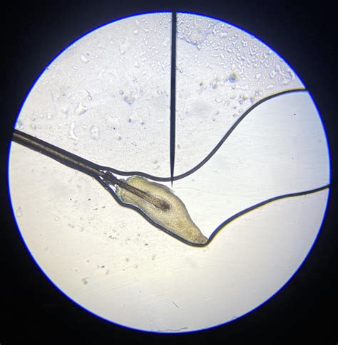 Hair Follicle [40x Magnification] : r/microscopy