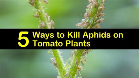 5 Ways to Kill Aphids on Tomato Plants