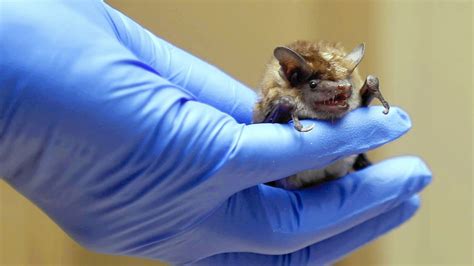 Madison Wildlife Removal: Signs Of Rabies In Bats