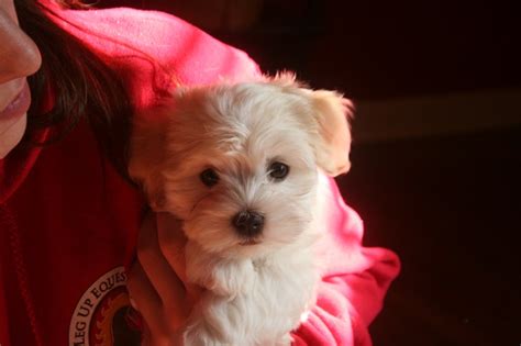 Beautiful white havanese puppy | KASE Havanese