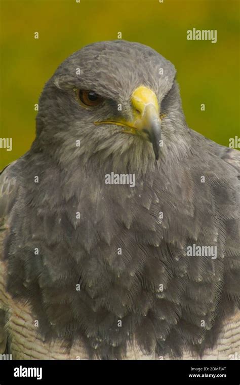 Gray eagle hi-res stock photography and images - Alamy