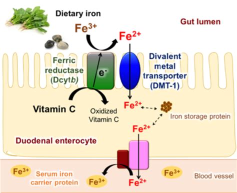 Does Vitamin C Help Iron Absorb