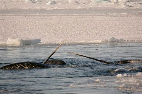 Narwhals are thriving despite extremely low genetic diversity | New ...