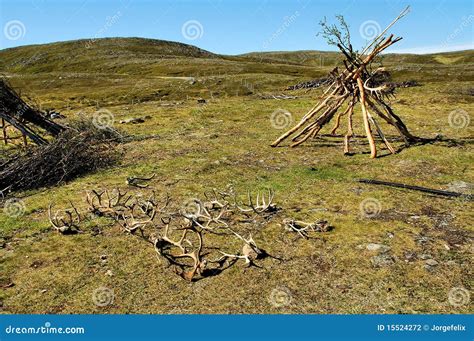 Reindeer antlers stock photo. Image of horn, drying, farm - 15524272