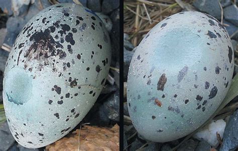 Black Oystercatcher eggs laid on 24 May 2008 by two females that were ...