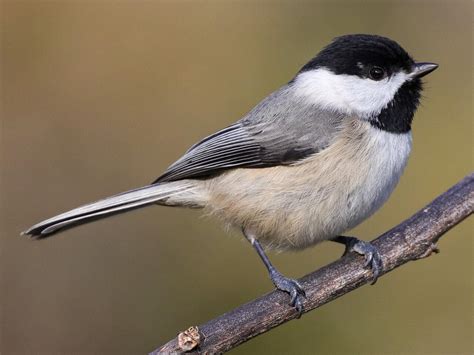 Carolina Chickadee | Celebrate Urban Birds