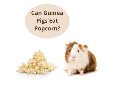 Can Guinea Pigs Eat Popcorn? - Four Paw City