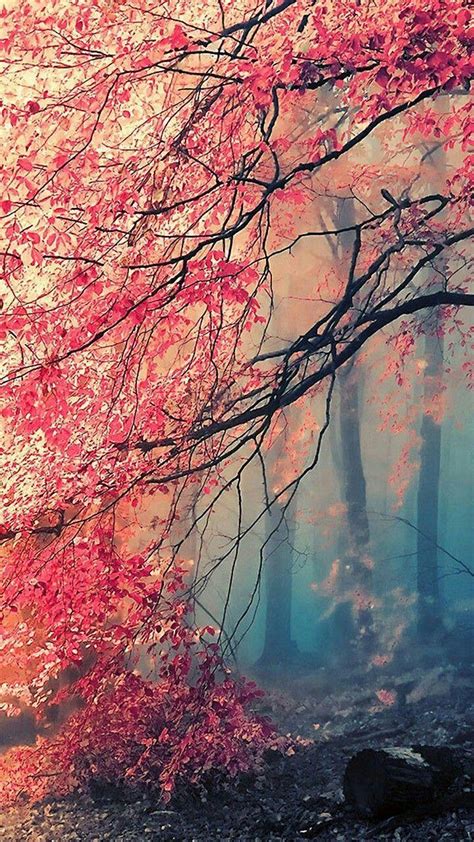 Colorful Forest Wallpapers - Top Free Colorful Forest Backgrounds ...