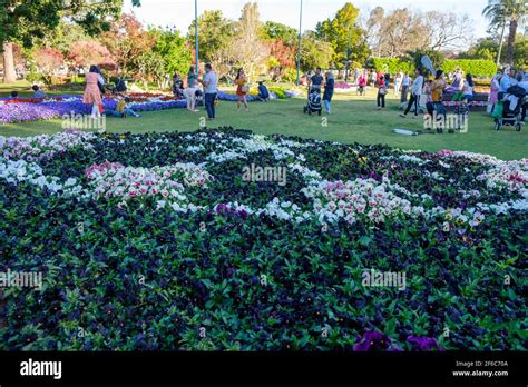 Carnival of Flowers - Toowoomba Stock Photo - Alamy