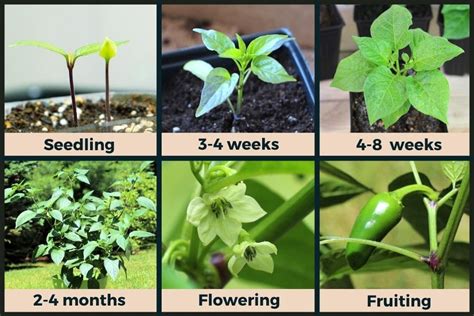 Jalapeño Plant Stages (w/Pictures) - Seedling to Harvest - Pepper Geek