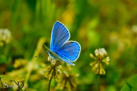 Lotis Blue Butterfly Spiritual Meaning: Beauty And Joy!