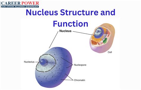 Nucleus - Definition, Diagram, Function and Structure