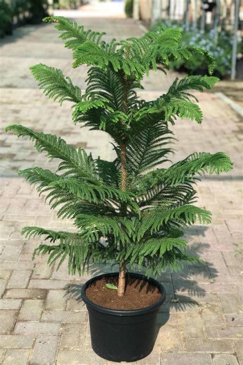 Buy Norfolk Island Pine - Plantshop.me UAE