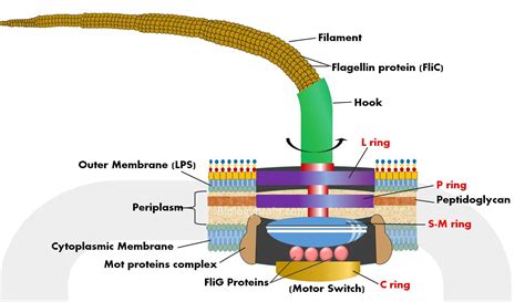 Bacteria Diagram- Simple Structure with Labels, Function - Biology Brain