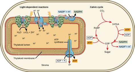 Light-Independent Reactions | Biology for Majors I