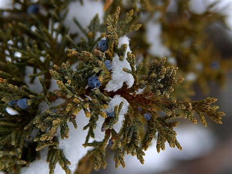 Free picture: juniper, berries, bryce, canyon, national park