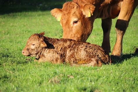 Baby Cow Names - All About Cow Photos