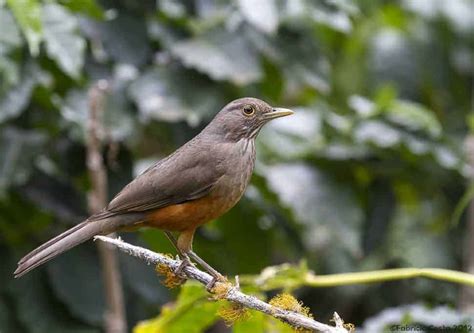 Rufous-bellied Thrush - Bird symbol of Brazil | Focusing on Wildlife