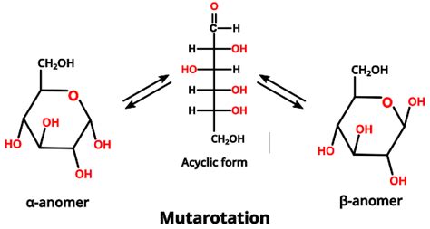 Mutarotation: The α,β Sugars Interconversion - PSIBERG