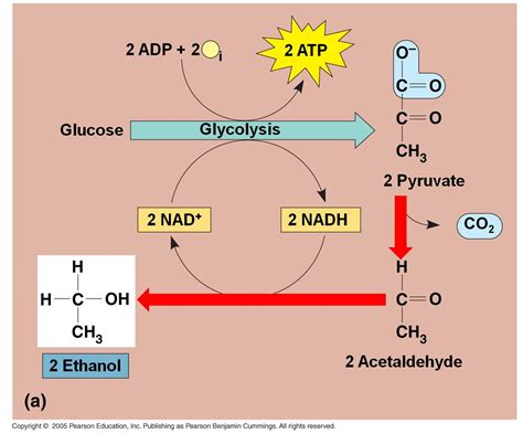 Balanced Chemical Equation For Anaerobic Respiration In Animals ...