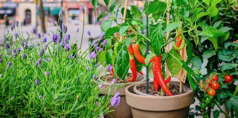 How To Grow Your Own Food With Container Vegetable Gardening