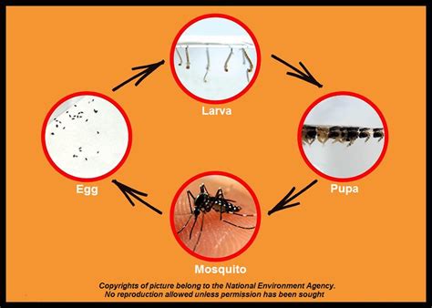 Aedes Mosquito Eggs