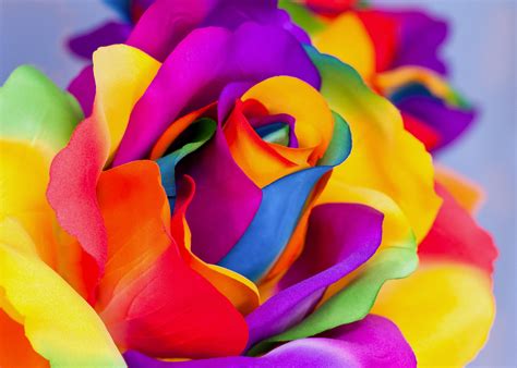 Rainbow Roses Wallpapers - Top Free Rainbow Roses Backgrounds ...