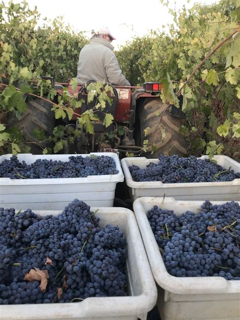 Nebbiolo harvest. Nebbiolo has incredibly vigorous canopies, as seen ...