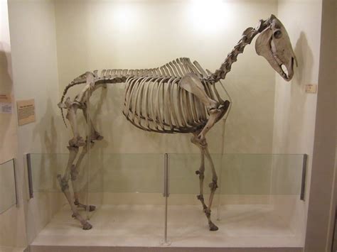 Horse Skeleton | Exhibits within the Booth museum of Natural… | Flickr