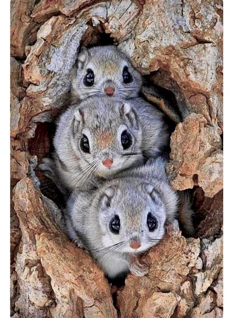 Three Japanese dwarf flying squirrels peeking out of their tree hole ...