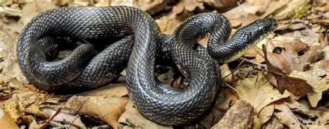 Learn about eastern ratsnakes | Mass.gov