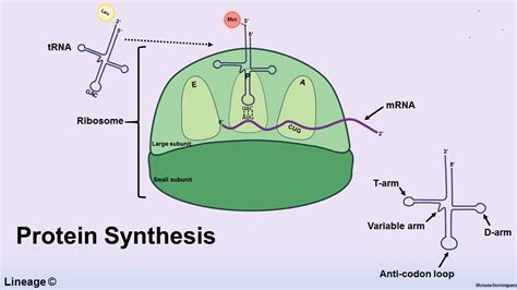 Protein Synthesis - Biochemistry - Medbullets Step 1