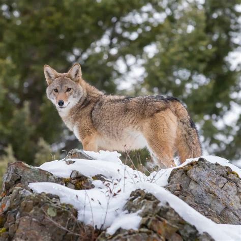 The Top 11 Coyote Decoy Dogs to Take Hunting (with pictures) - Doggie HQ