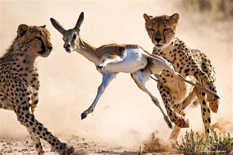 Cheetahs on the hunt : r/pics