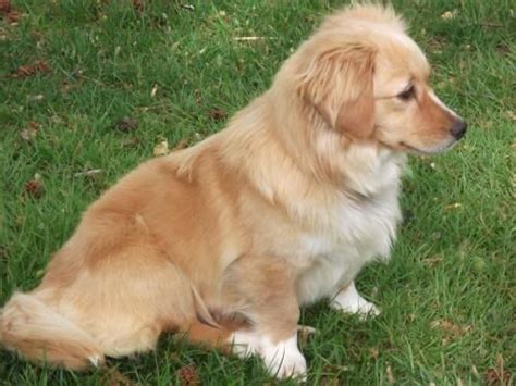 Golden Retriever/Corgi mix. So pretty! | Adorable puppies | Pinterest