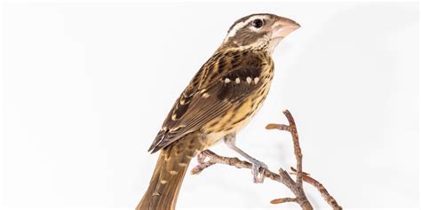 Rose-breasted grosbeak | Smithsonian's National Zoo