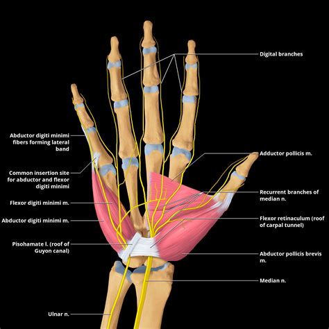 Median Nerve | Radiology Key