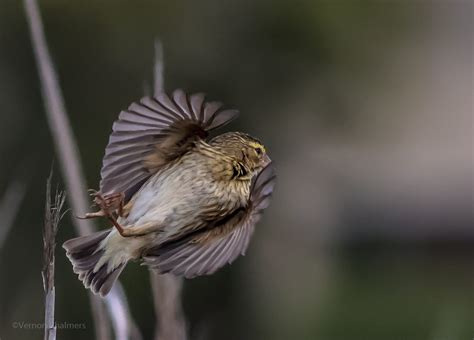 Vernon Chalmers Photography: Birds in Flight Photography Training Cape Town